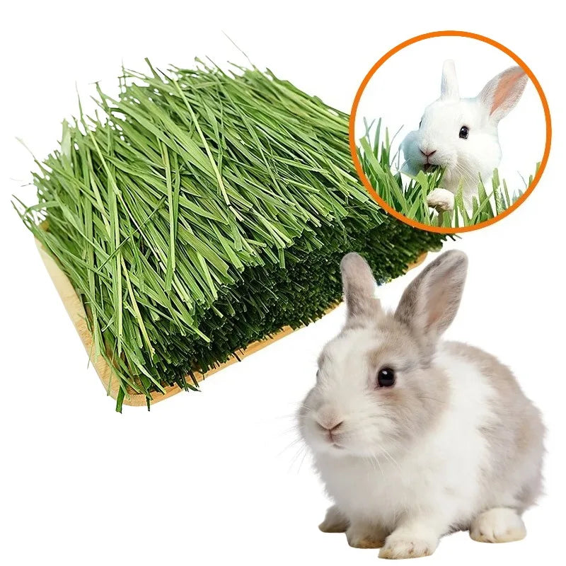 High-Fiber Dried Timothy Hay for Rabbits, Guinea Pigs & Chinchillas – Natural Dental Care Feed