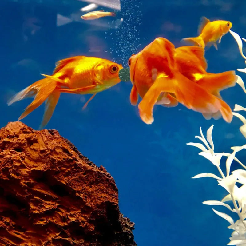 Spirulina Tablets for Fish & Crystal Red Shrimp – Pure Algae Enrichment Food