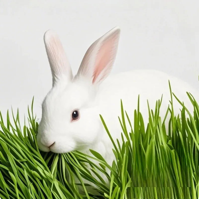 High-Fiber Dried Timothy Hay for Rabbits, Guinea Pigs & Chinchillas – Natural Dental Care Feed